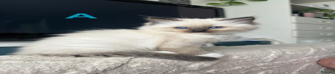 Ragdoll Kitten 1