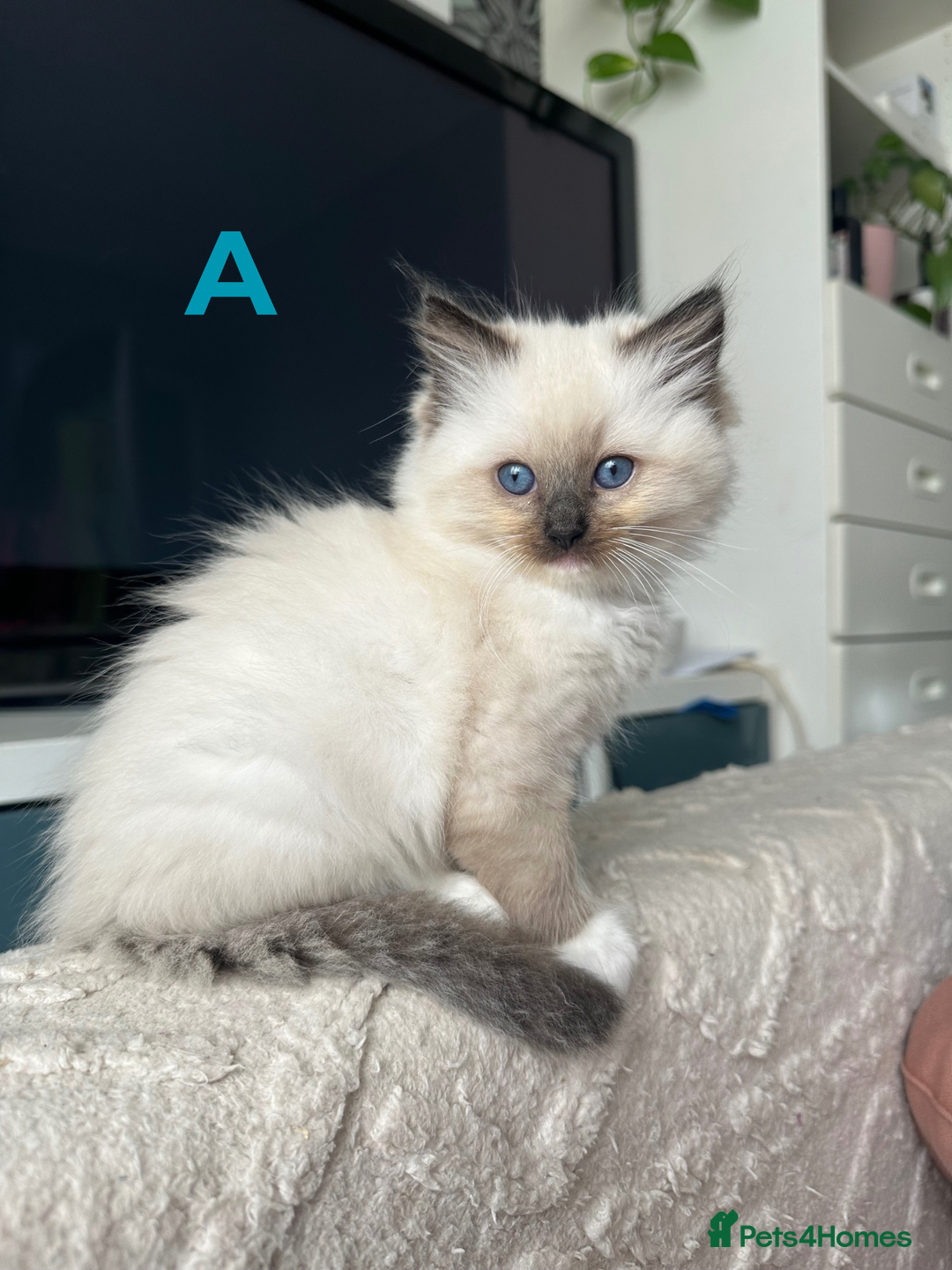 Ragdoll cats for sale: Beautiful Ragdoll kittens - Image 4