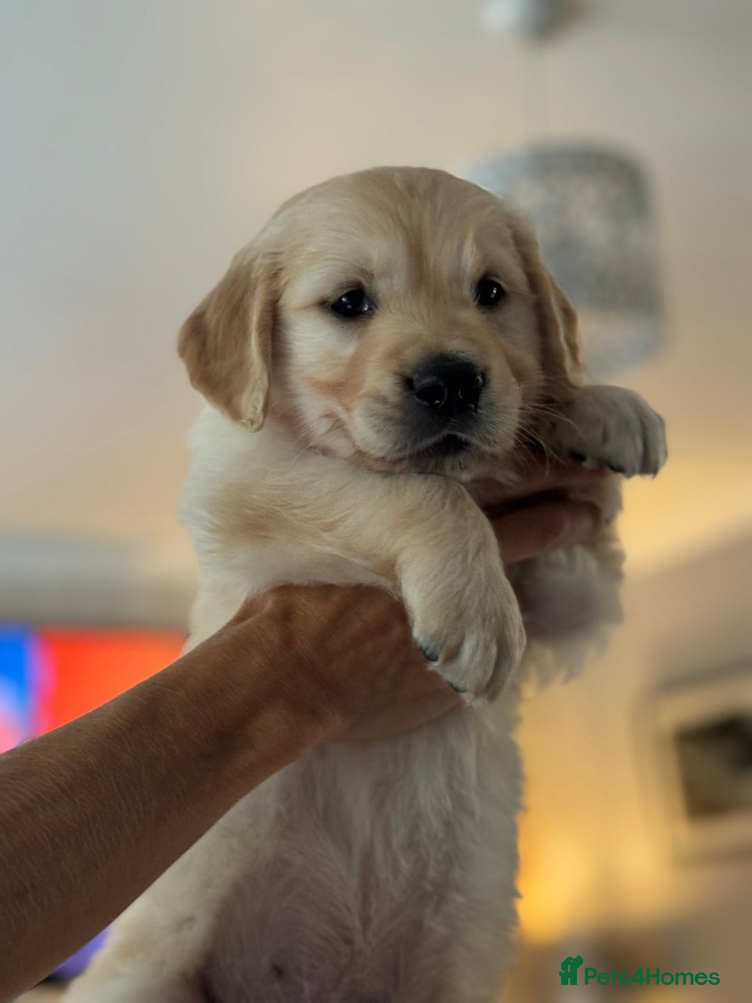 Golden Retriever dogs for sale: 9 gorgeous golden retriever pups  - Image 9