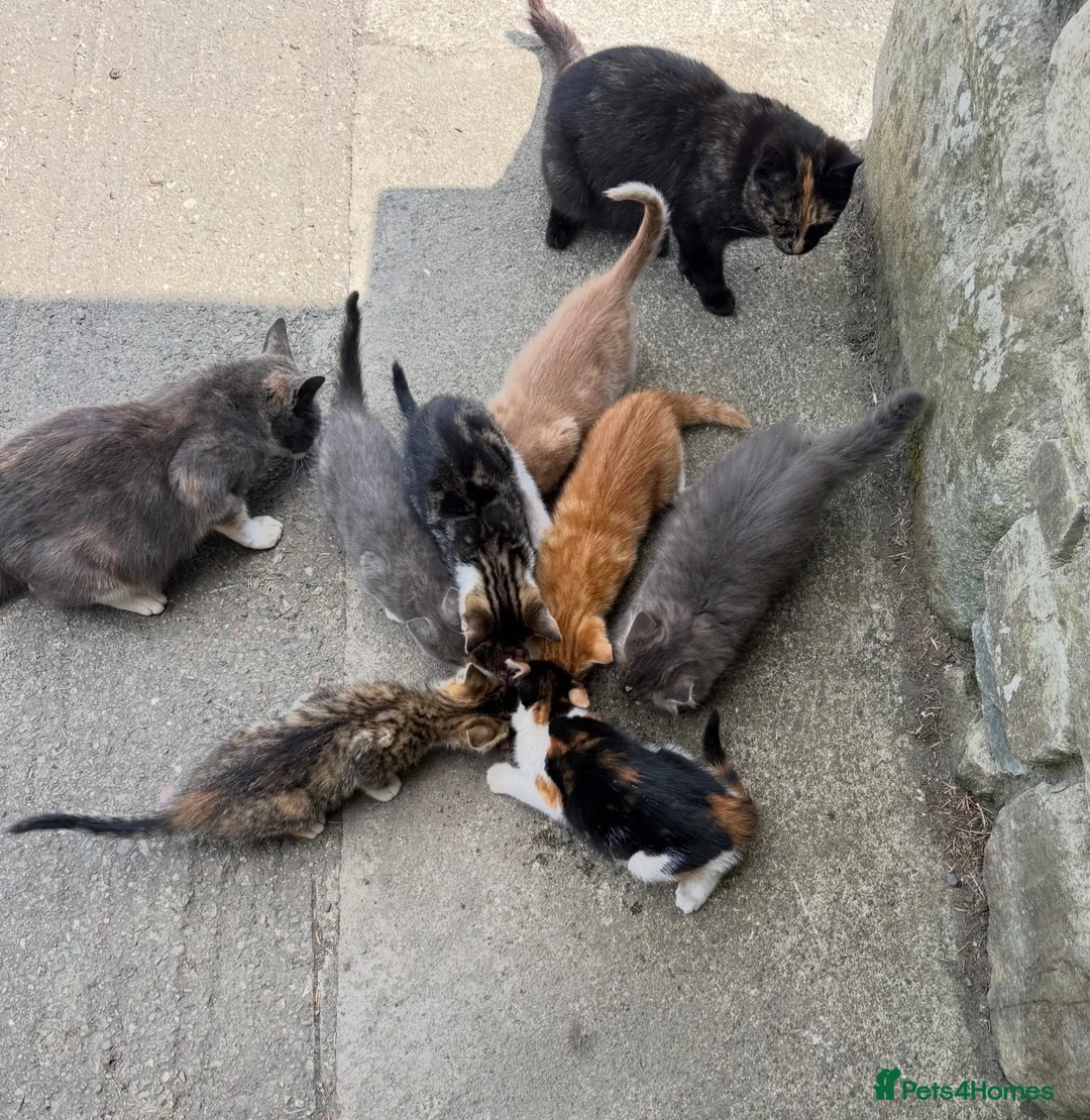 Mixed Breed cats for sale: Farm kittens for new homes ideal pets in Talsarnau - Advert 8