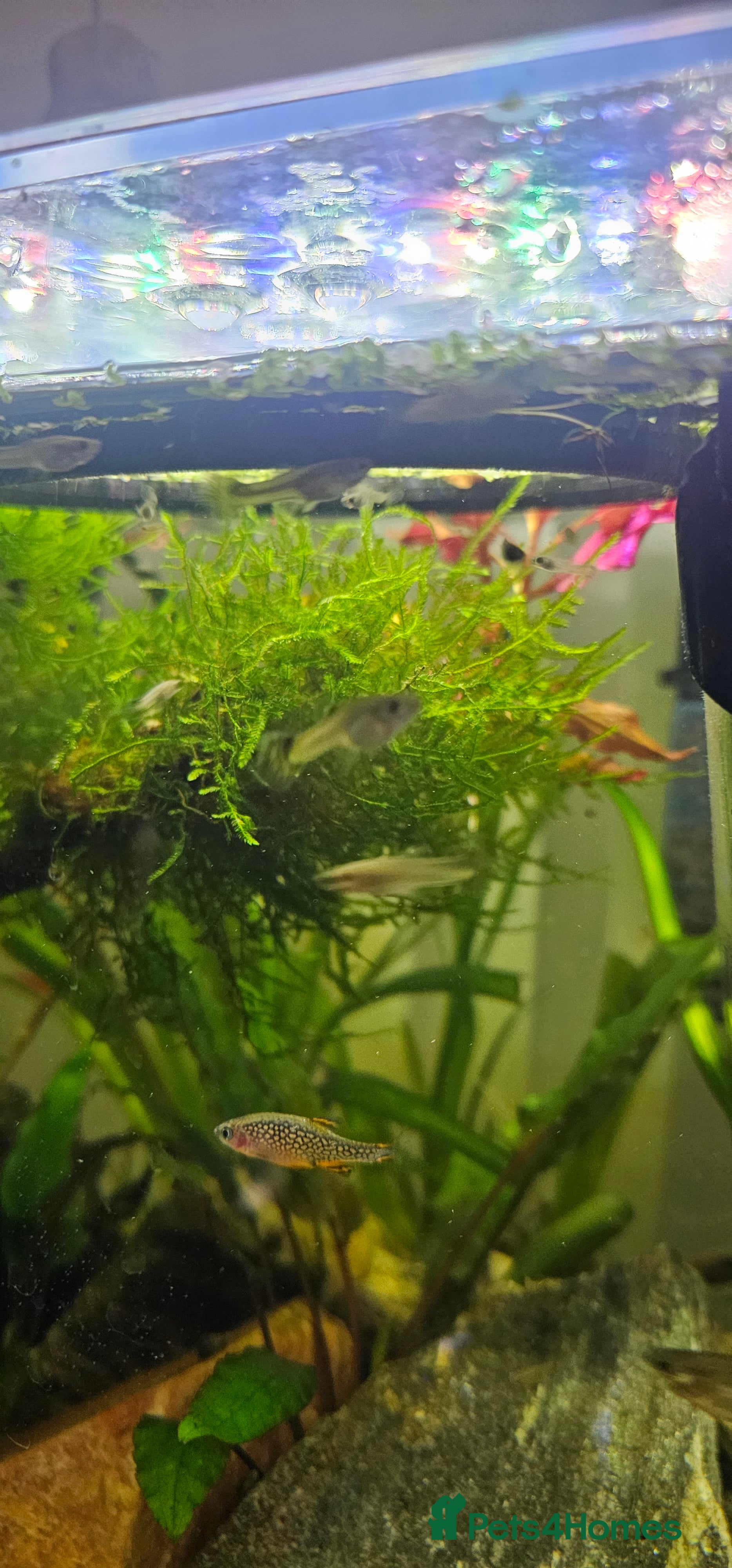 Other/Mixed Breed fish Guppy Fry/Babies For Sale 50p each - Advert 21