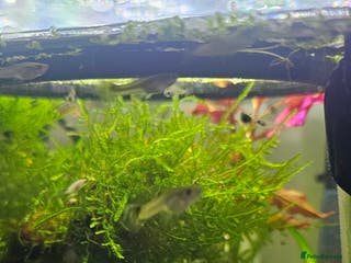 Other/Mixed Breed fish Guppy Fry/Babies For Sale 50p each - Advert 21