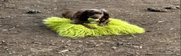 Cocker Spaniel dogs for sale: 💜 2 YEAR OLD BEAUTIFUL COCKER GIRL 💜 - Advert 3