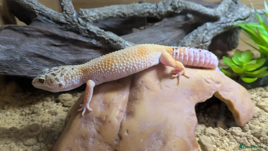Leopard Gecko reptiles for sale: Leopard gecko 🦎 & vivarium  in Chippenham - Advert 1
