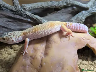 Leopard Gecko reptiles Leopard gecko 🦎 & vivarium in Chippenham - Advert 1
