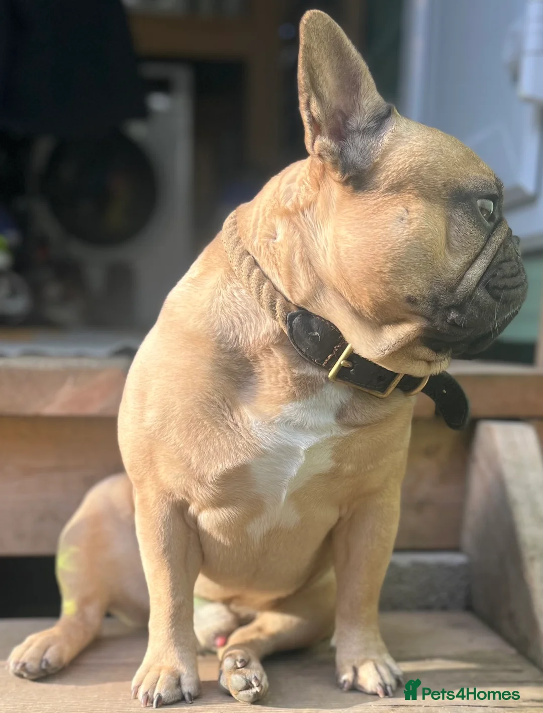 French Bulldog dogs for stud: Denzel- Open for Stud- PROVEN. Son of Super Ted  in Gillingham - Advert 6