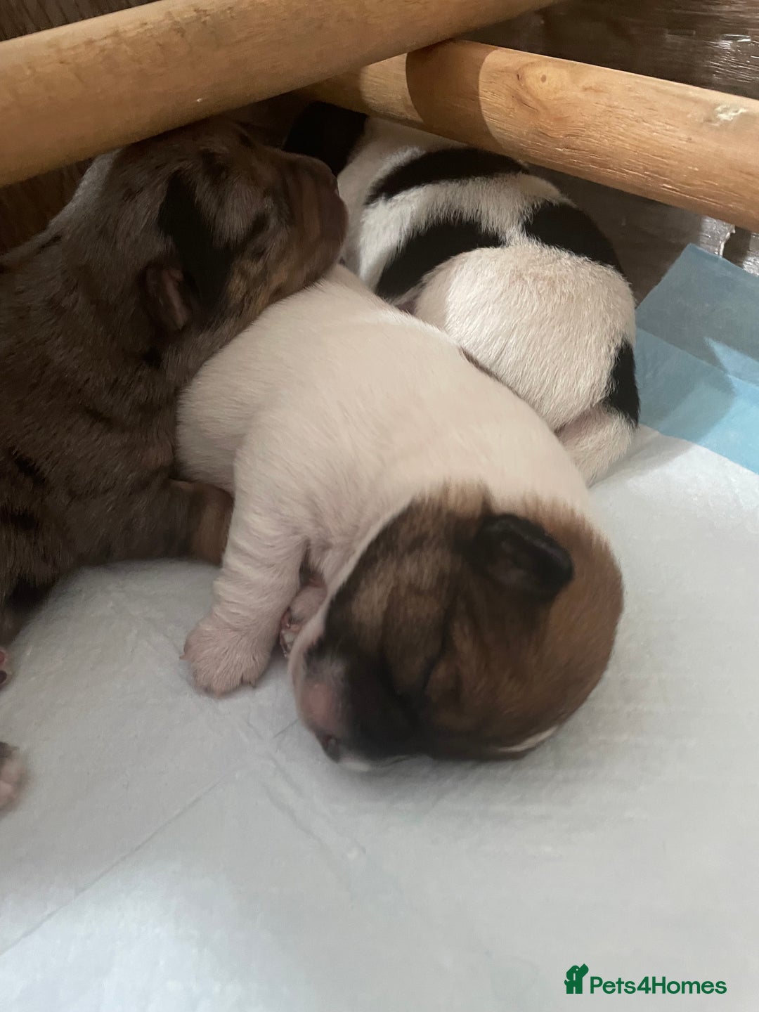 Jack Russell dogs for sale: Beautiful Jack Russell Terrier puppies available  - Advert 11