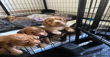 Cocker Spaniel dogs - Advert 8