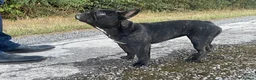 French Bulldog dogs for sale: Brindle female kennel club reg adult available  - Advert 14