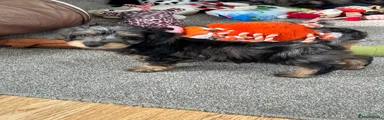 Doxiepoo Puppy 4