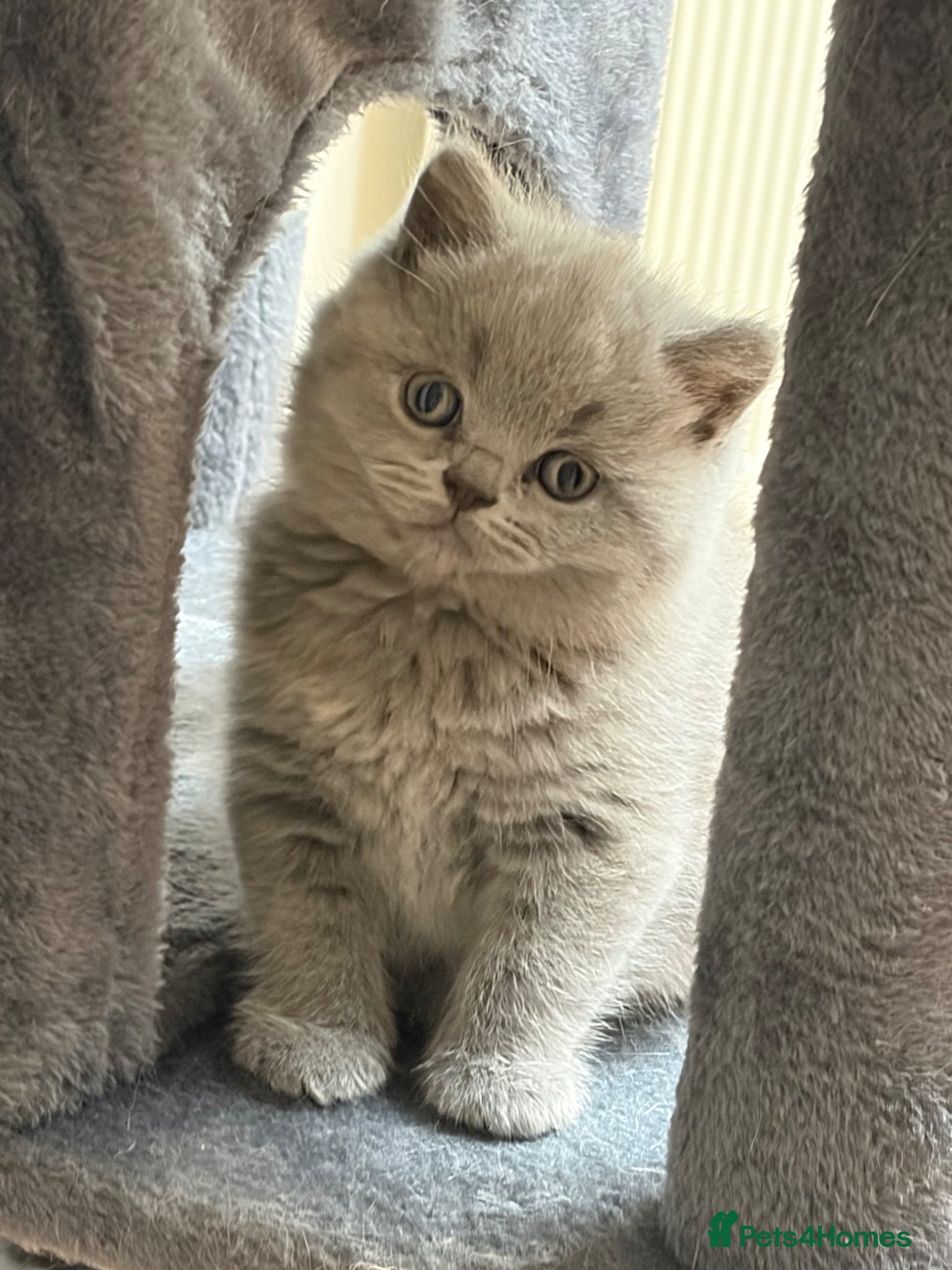 British Shorthair cats £950 Quality GCCF Pure Pedigree British Shorthair - Advert 1