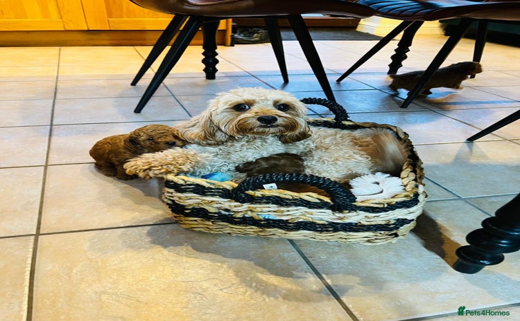 Cavapoo dogs - Advert 1