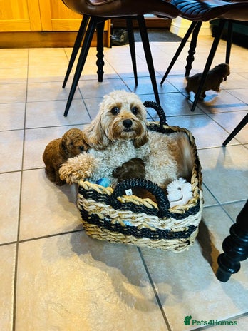 Cavapoo dogs - Advert 1