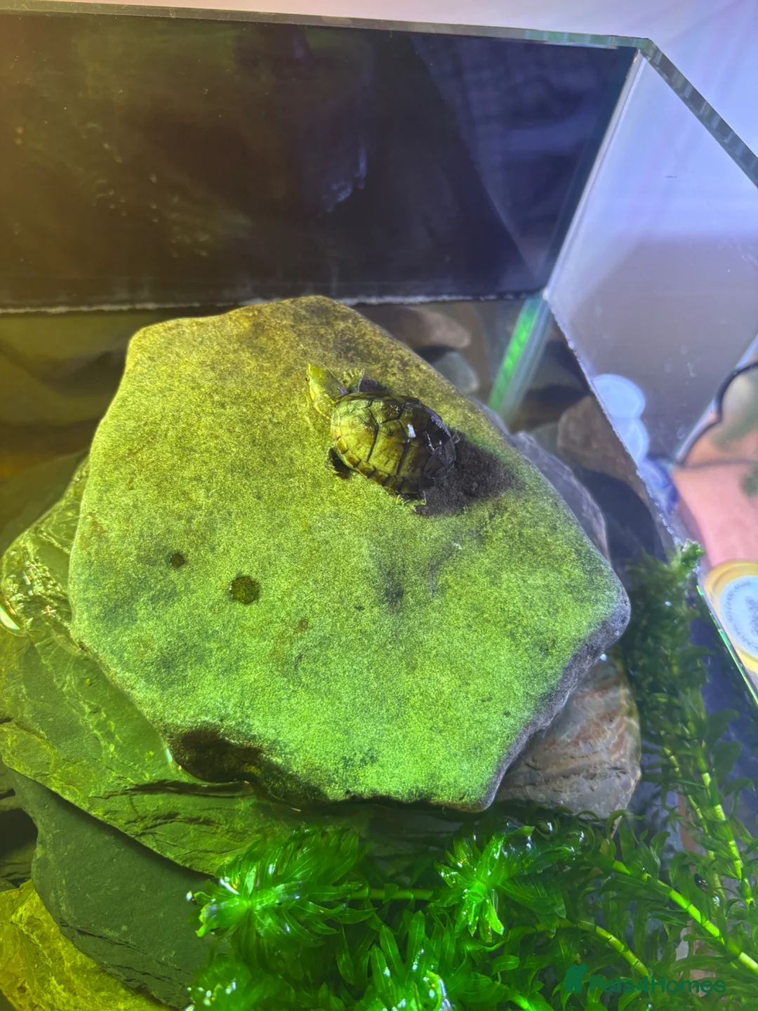Turtle reptiles for sale: Musk turtle / Stinkpot turtle in Loughborough - Advert 2