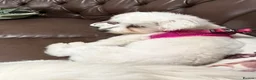 Maltese dogs for sale: Maltese Dogs for Sale – Jasper & Jasmine - Advert 4