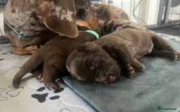 Mixed Breed dogs for sale: DAXIPOO PUPPIES  - Image 7