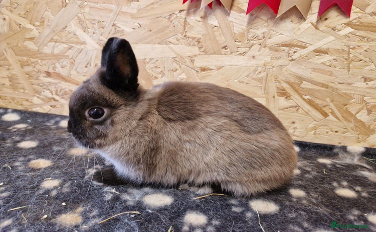 Netherland Dwarf rabbits - Advert 10