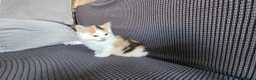 Mixed Breed cats for sale: Kittens available  in Bradford - Advert 6