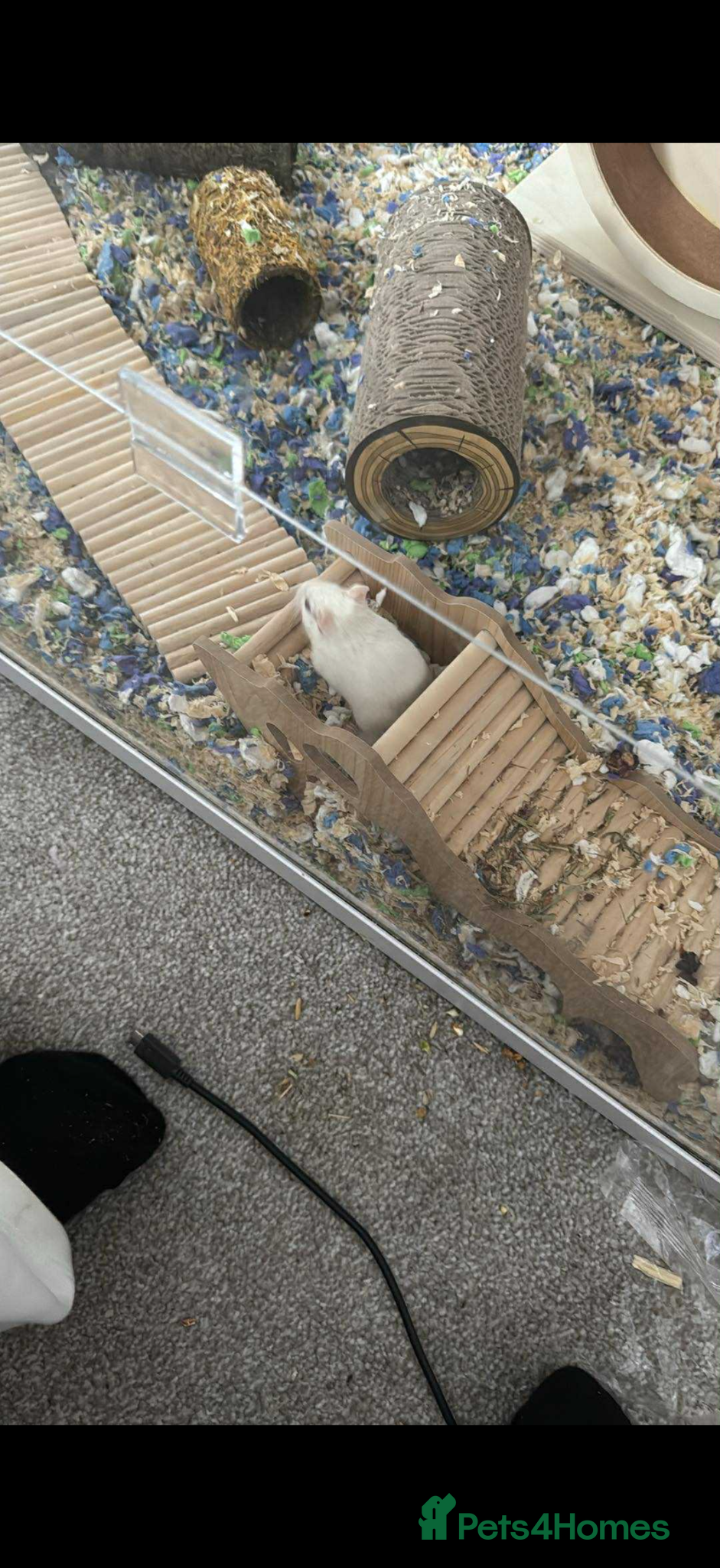 Gerbil rodents 2 male gerbils + bucostate 3.0 cage - Advert 2