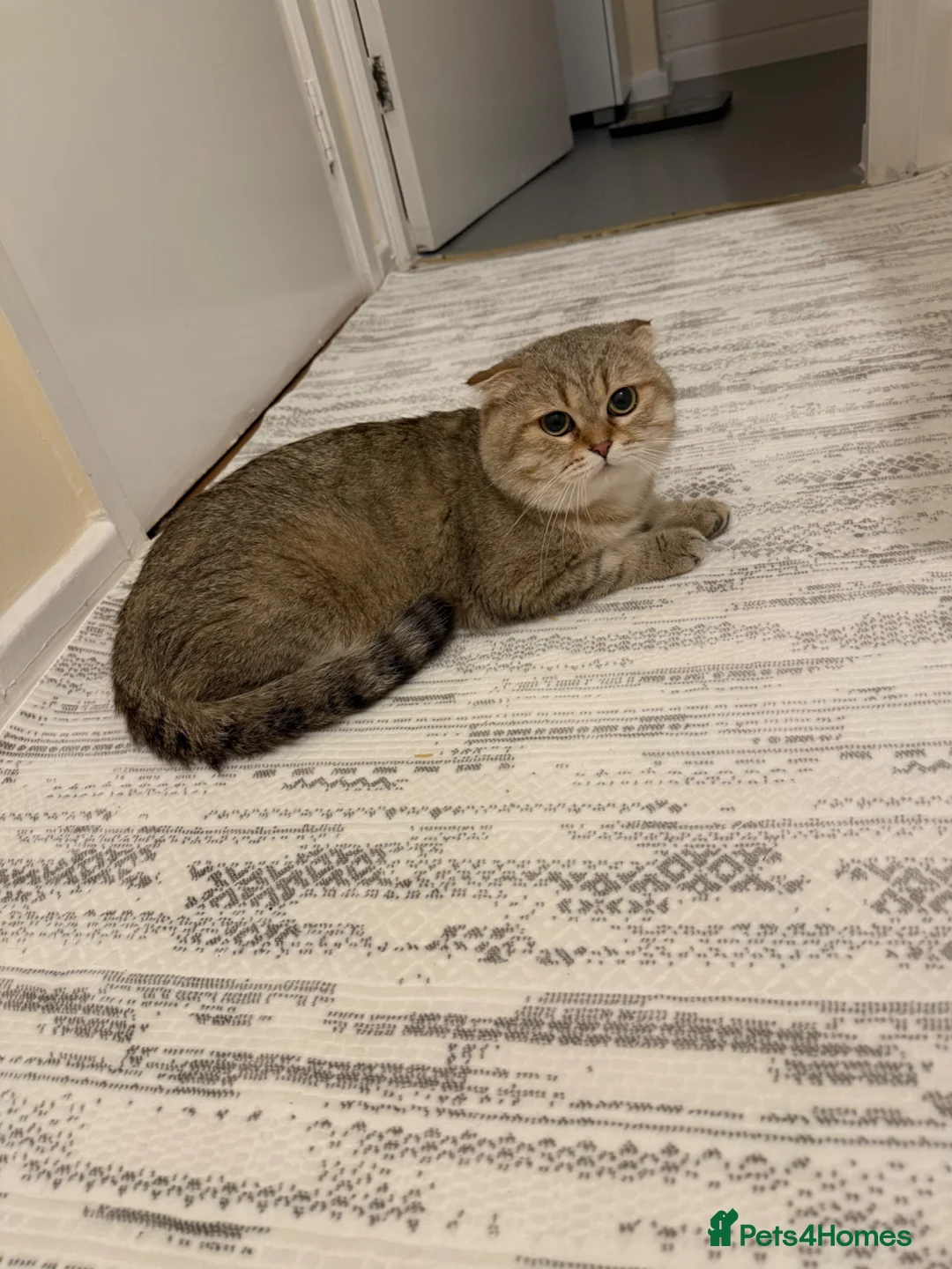 Scottish Fold cats for stud:     Scottish Fold Golden Shaded Stud  in London - Advert 2