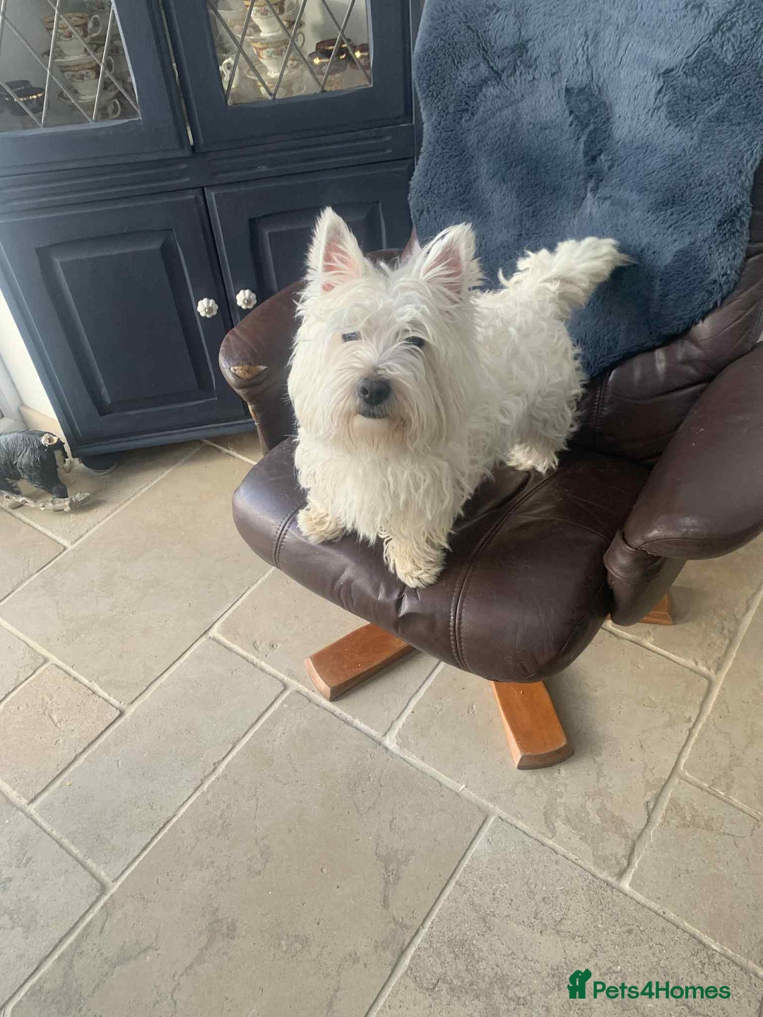 West Highland Terrier dogs for sale: Gorgeous Westie - Advert 5