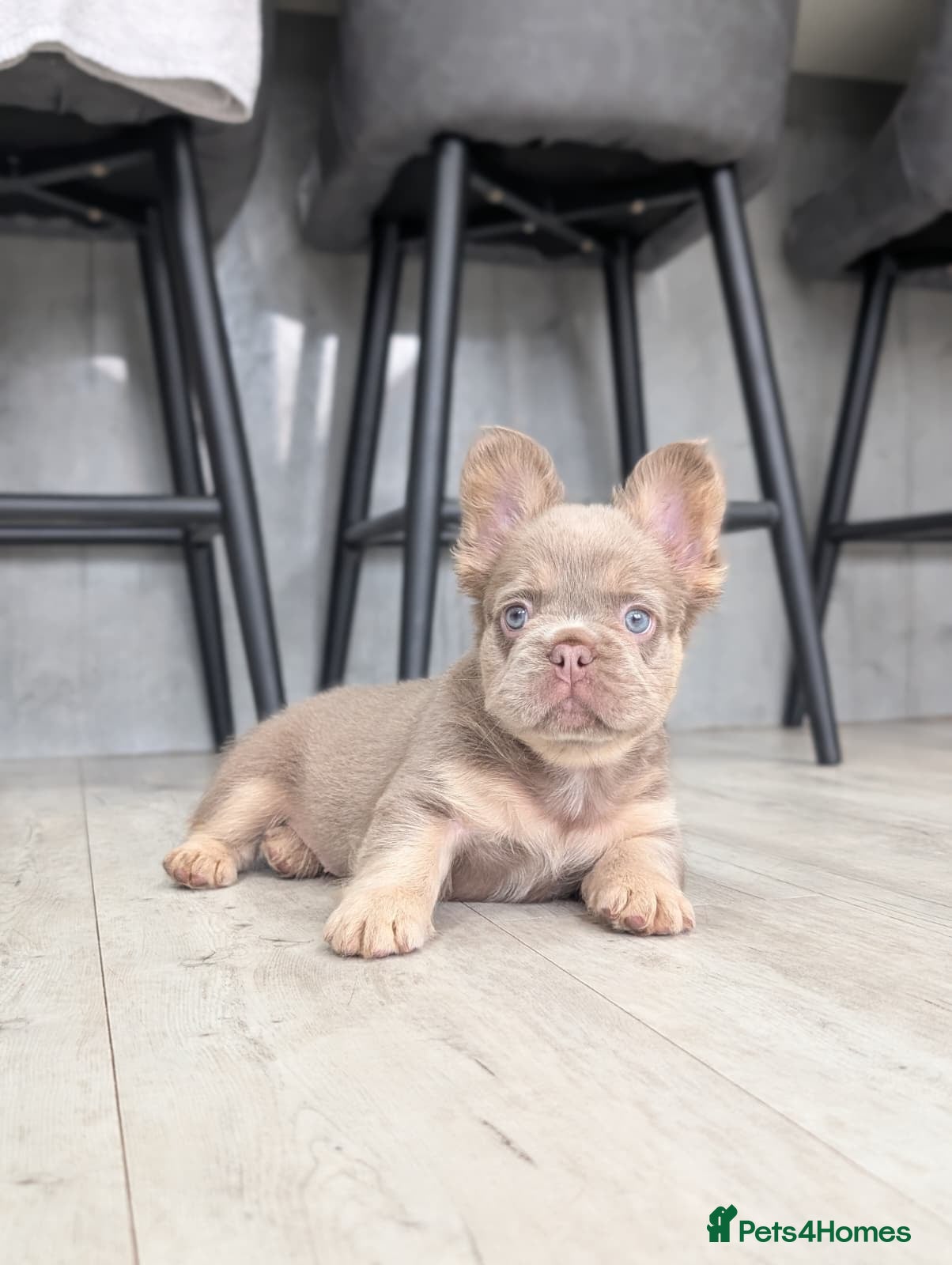 French Bulldog dogs 6 Amazing quality French bulldog pups - Advert 1