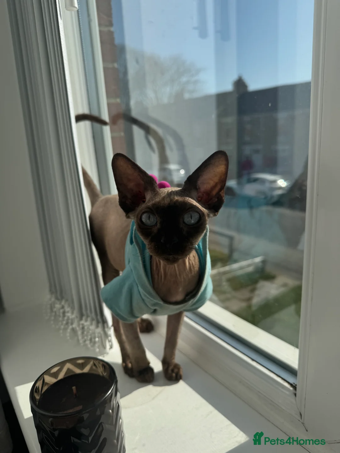 Sphynx cats for sale: Rehoming Dobbie  - Advert 3
