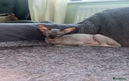 Sphynx cats for sale: Sphynx - Image 2
