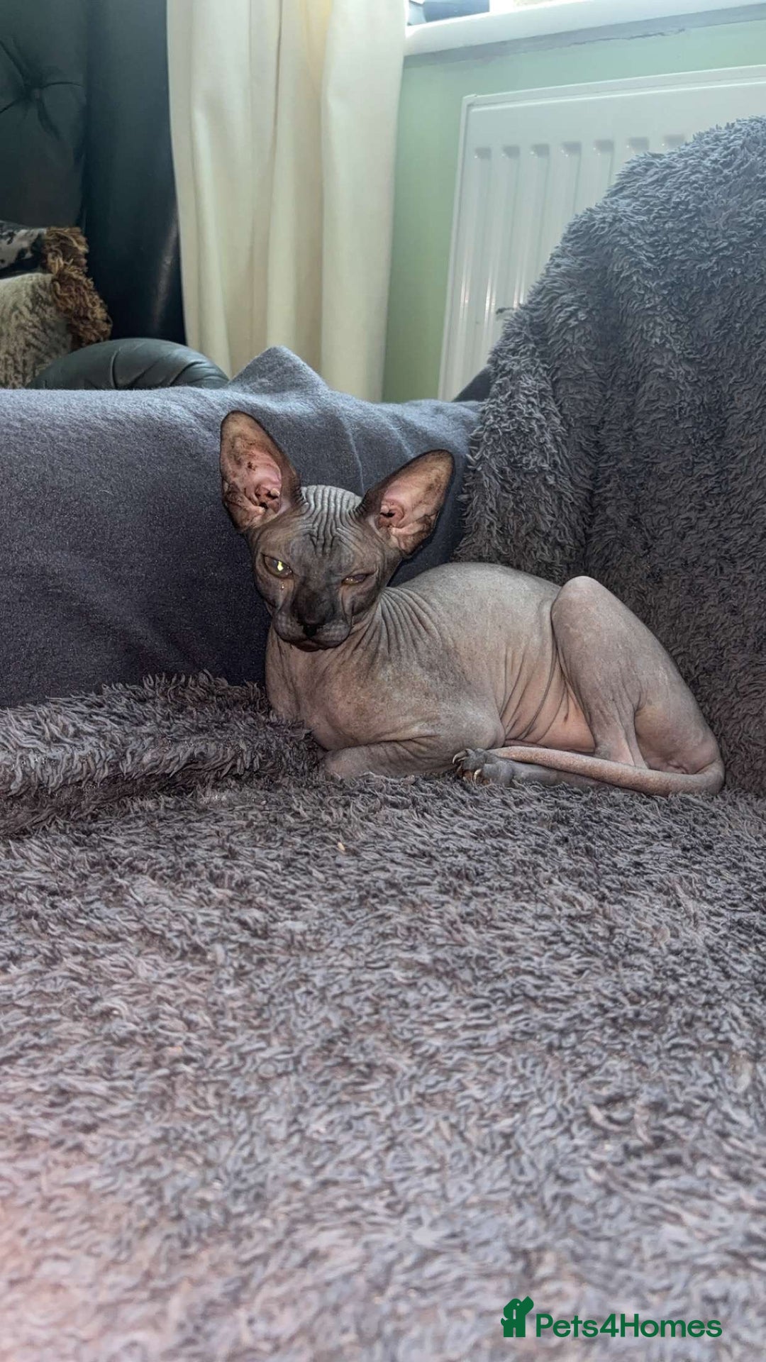 Sphynx cats for sale: Sphynx - Image 2