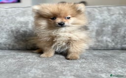 Pomeranian dogs for sale: Adorable Pom puppies 💙❤️ - Image 13