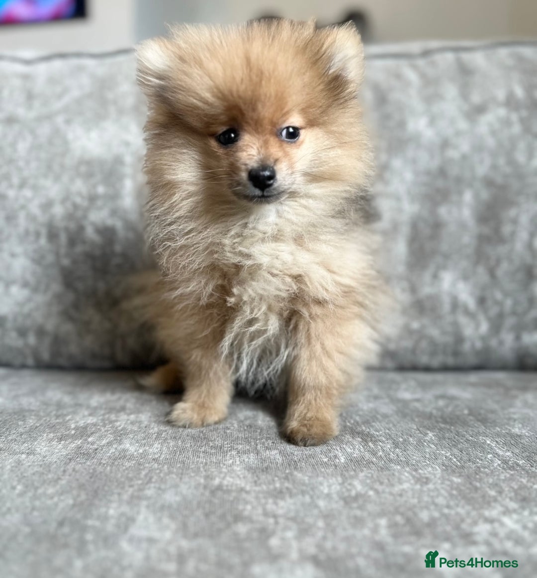 Pomeranian dogs for sale: Adorable Pom puppies 💙❤️ - Image 13