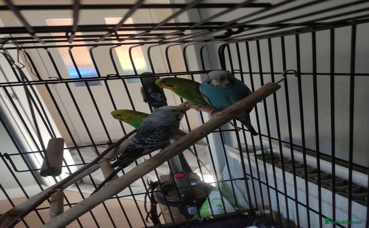 Budgerigars birds - Advert 2