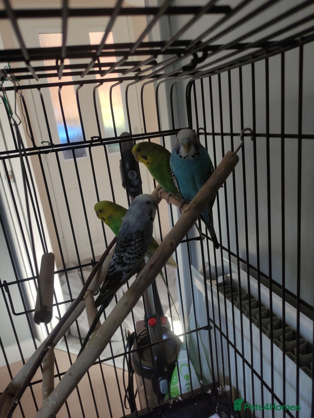Budgerigars birds for sale: 2M 2F Budgies / Cage included  - Image 1