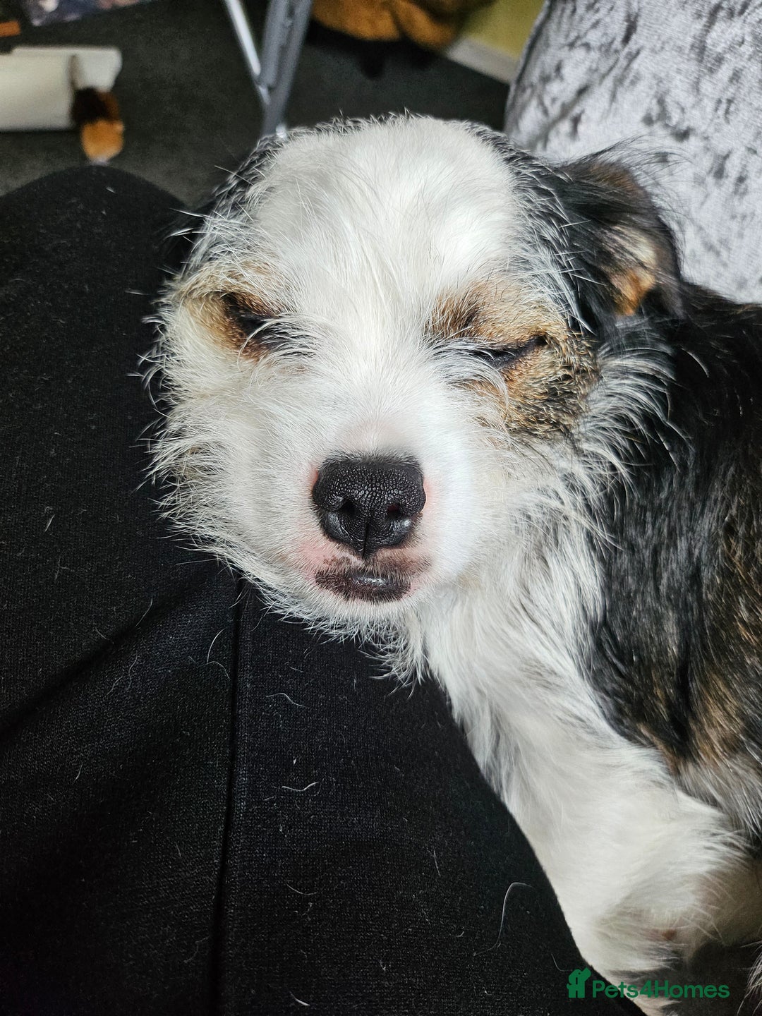 Mixed Breed dogs for sale: Ben for adoption  - Advert 12