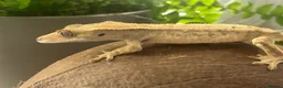 Mixed Breed reptiles for sale: various geckos! - Advert 13