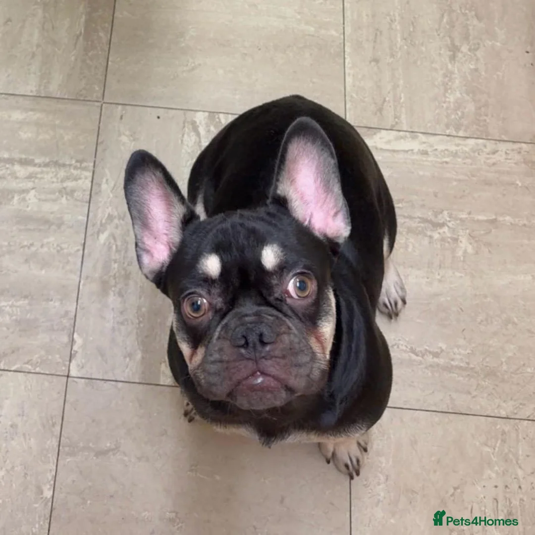 French Bulldog dogs for sale: Male french bulldog - Advert 2