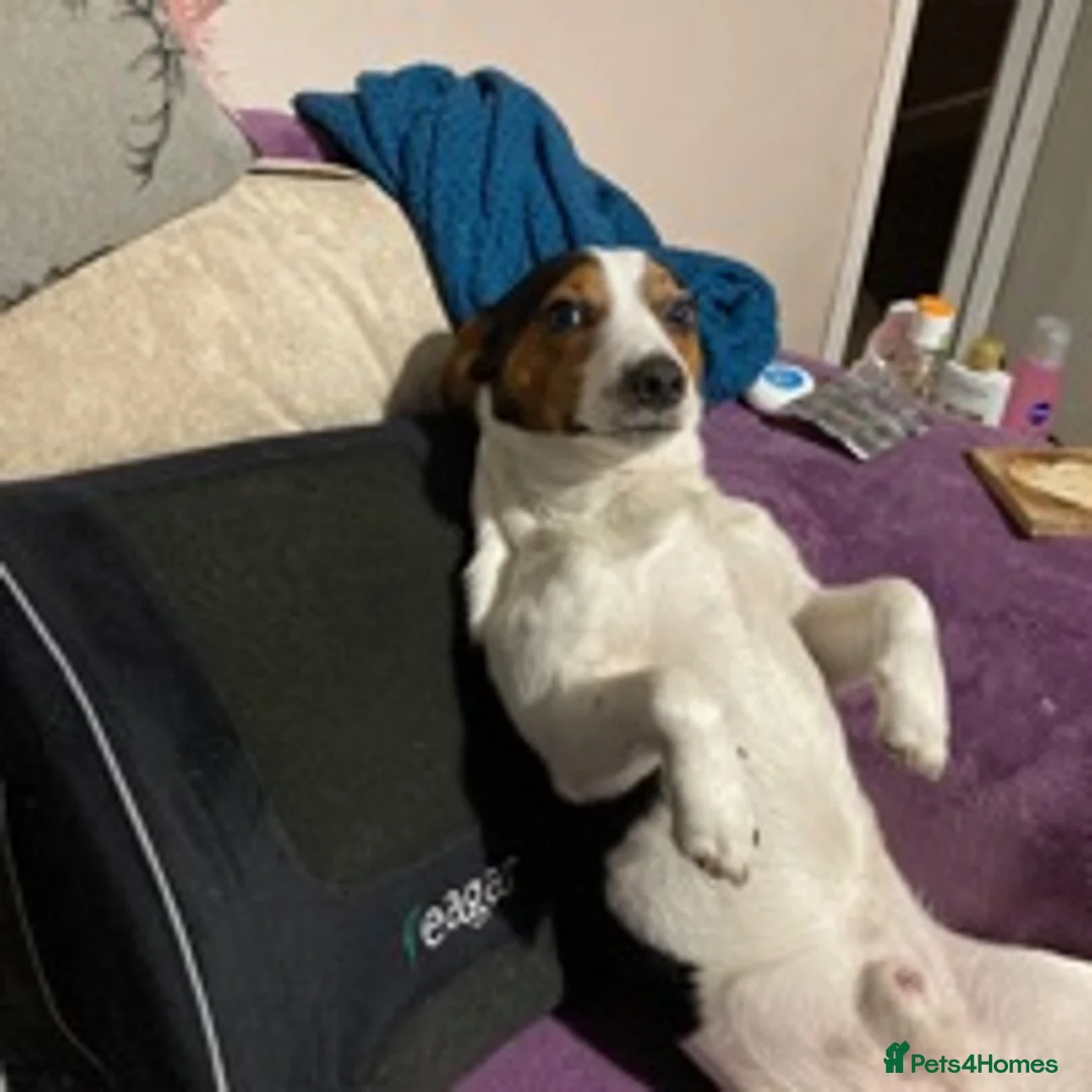 Jack Russell dogs for stud: Very handsome Jack Russell for stud in London - Advert 5