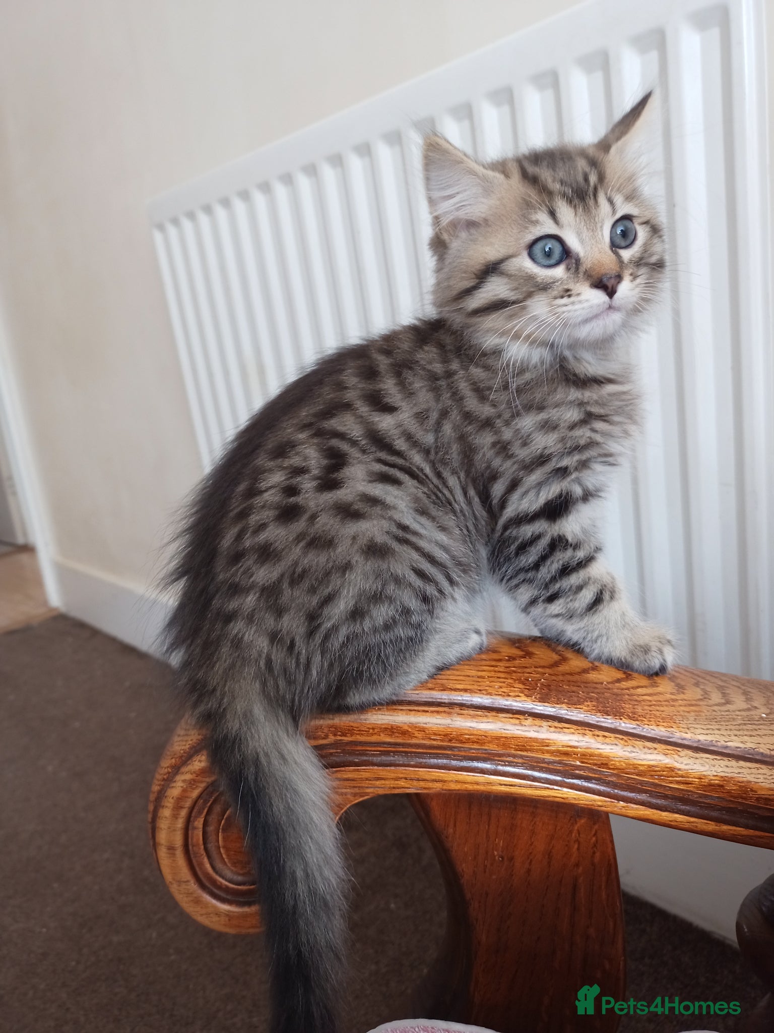 Mixed Breed cats for sale: 🐱 Beautiful Kittens Available 🏡 - Advert 7