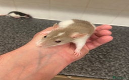 Rat rodents for sale: Young rats - Image 4