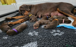 Dobermann dogs for sale: *HEALTH TESTED,HOME REARED,STUNNING DOBERMAN PUPS - Image 16