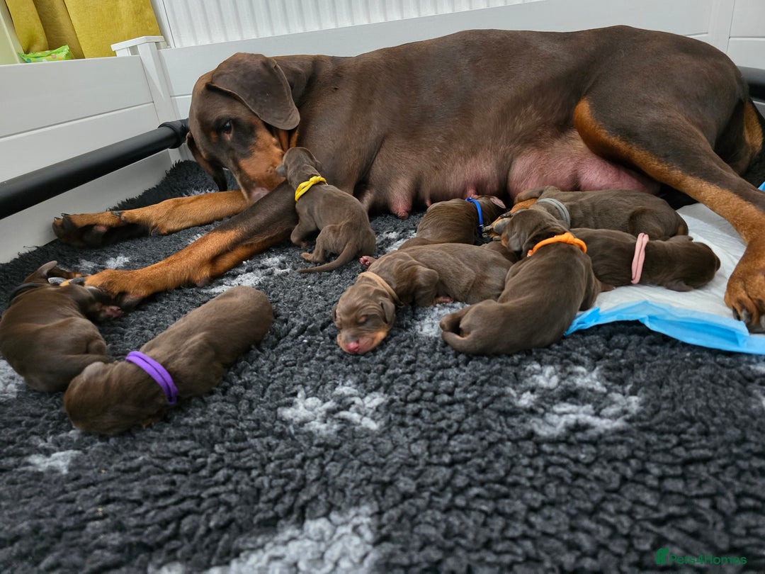 Dobermann dogs for sale: *HEALTH TESTED,HOME REARED,STUNNING DOBERMAN PUPS - Image 16