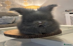 Angora rabbits for sale: Angora bunnies. 20.07.25 8 weeks old   - Image 9