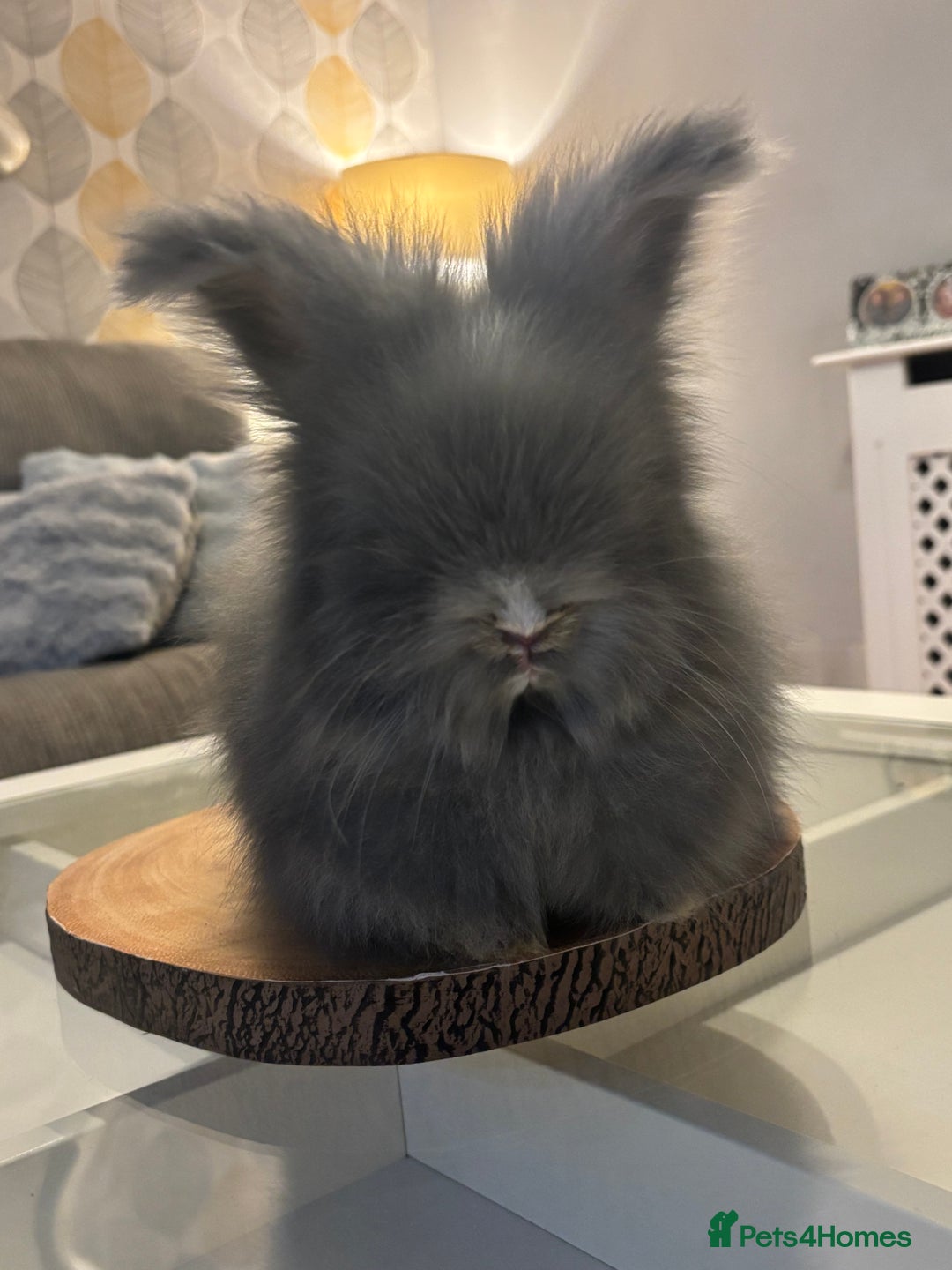 Angora rabbits for sale: Angora bunnies. 20.07.25 8 weeks old   - Image 9