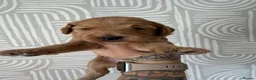 Cockapoo dogs for sale: Beautiful f1b cockapoos for sale  - Advert 5