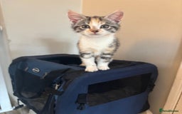 Mixed Breed cats for sale: Ragamese x Russian Blue - Image 2