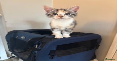 Mixed Breed cats - Advert 8