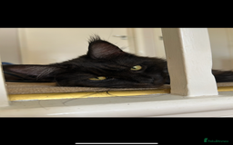 Maine Coon cats for sale: Maine Coon  - Image 1