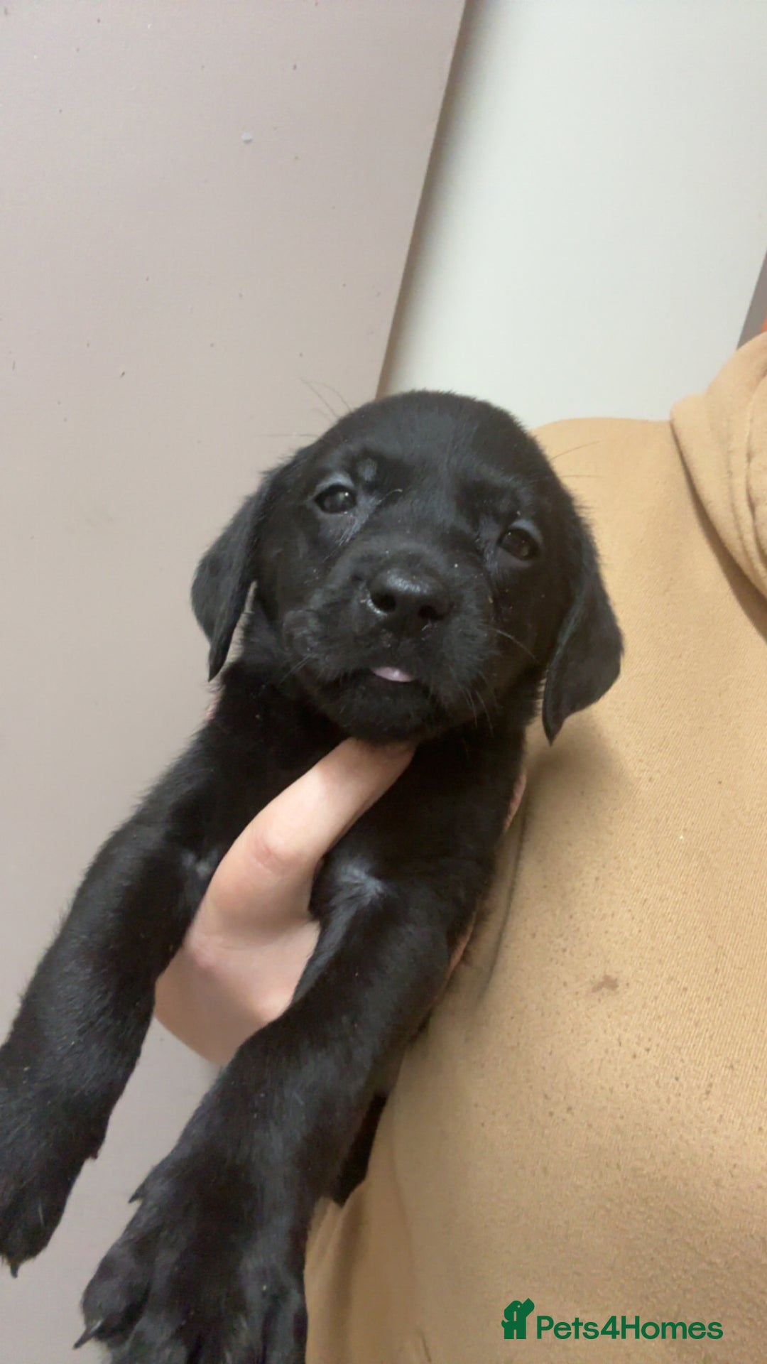 Labrador Retriever dogs for sale: Kc Labrador puppies  - Advert 2