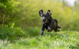 Labrador Retriever dogs for stud: Kc registered fully health checked stud in Newark - Image 6