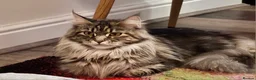 Maine Coon cats for sale: Main coon kittens 1 boy, 1 girl  - Advert 10